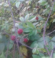 20161019_red-blackberries